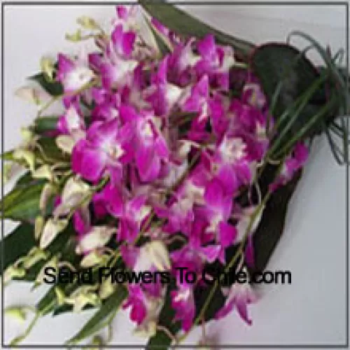 Conjunto de Orquídeas com Enchedores Sazonais