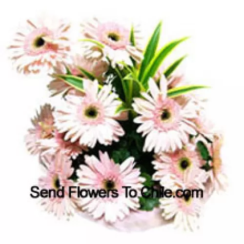 Panier de 15 Gerberas roses