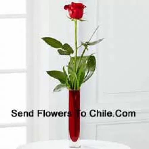 Une seule rose rouge dans un vase tube à essai rouge (Nous nous réservons le droit de substituer le vase en cas de non disponibilité. Stock limité)