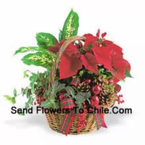 This long-lasting holiday planter features an assortment of hearty indoor green plants combined with a festive mini poinsettia and trimmed with pine cones and accents. (Please Note That We Reserve The Right To Substitute Any Product With A Suitable Product Of Equal Value In Case Of Non-Availability Of A Certain Product)