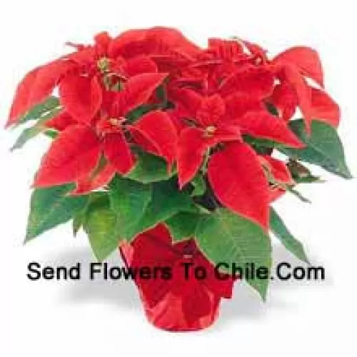 Uma tradição mundial de feriados! As poinsettias são uma maneira atenciosa de dizer 'Felizes Festas' e adicionam um toque duradouro de cor a qualquer decoração (Por favor, note que reservamos o direito de substituir qualquer produto por um produto adequado de valor igual em caso deindisponibilidade de um determinado produto)